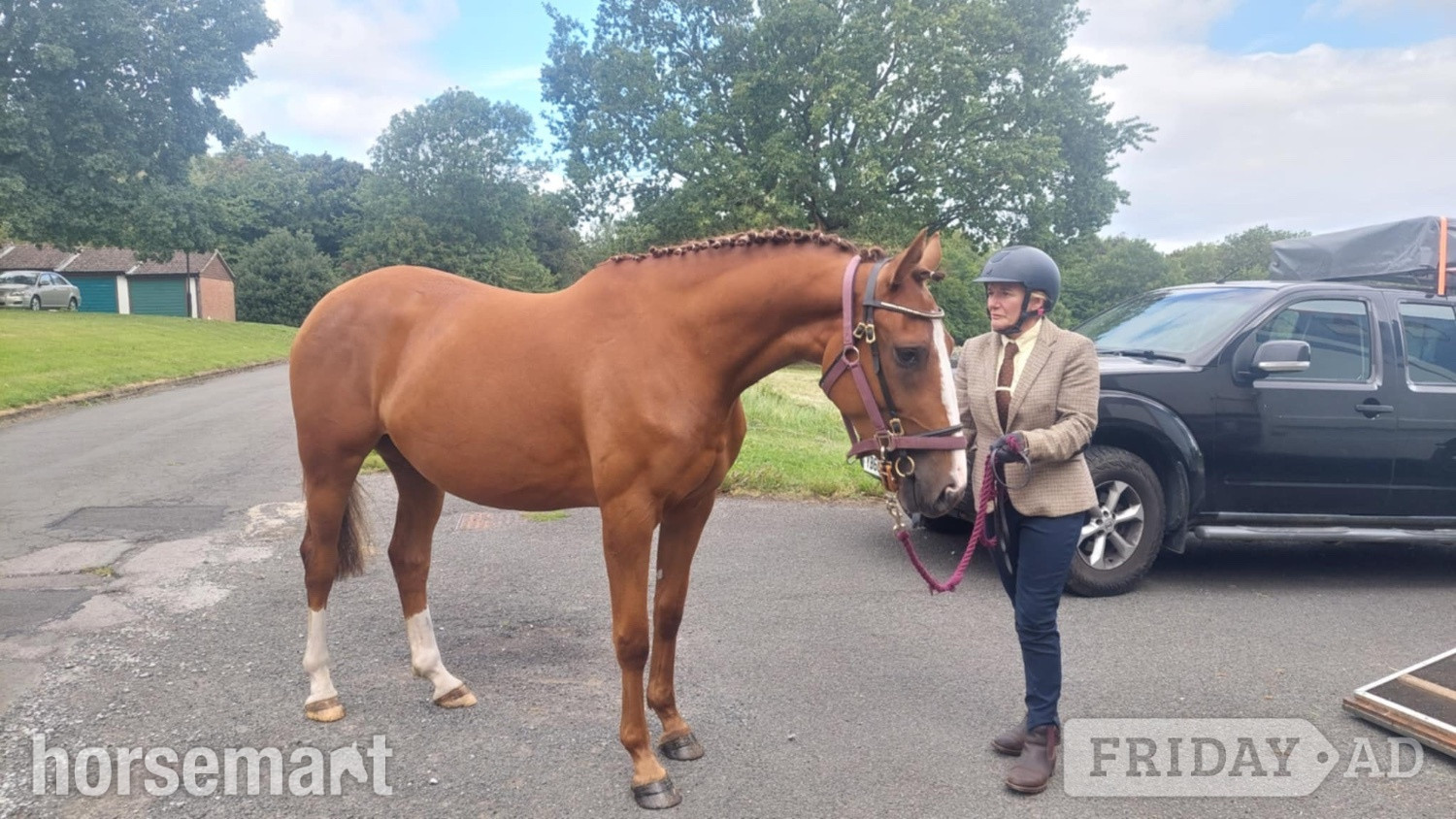 "Quinn (quintessential )" Chestnut Filly Young Sport Horse in Richmond