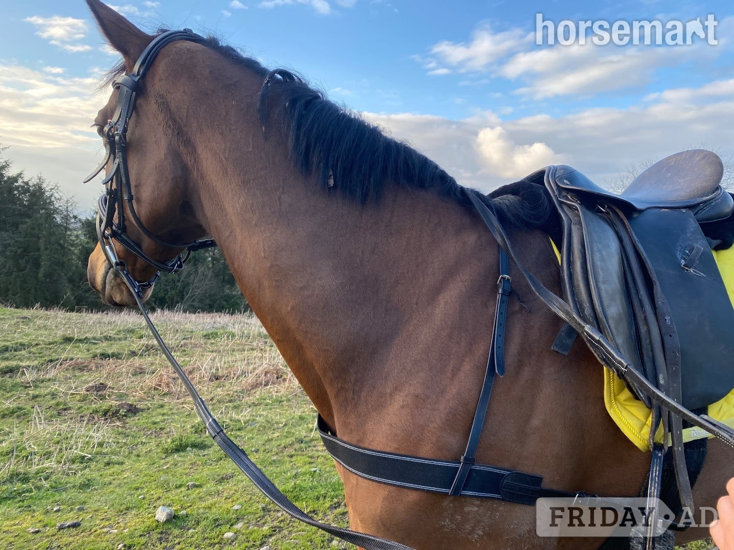"Prim" Bay Mare All Rounder