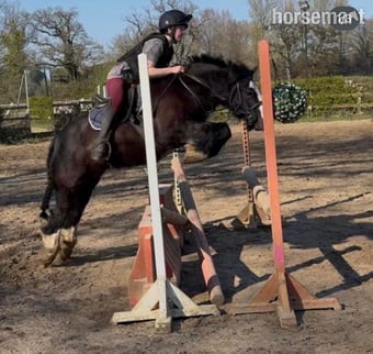"Bentley" Black Gelding Family Horse