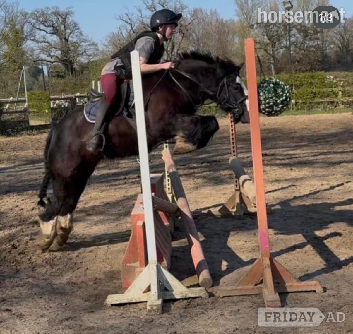 "Bentley" Black Gelding Family Horse in Beccles