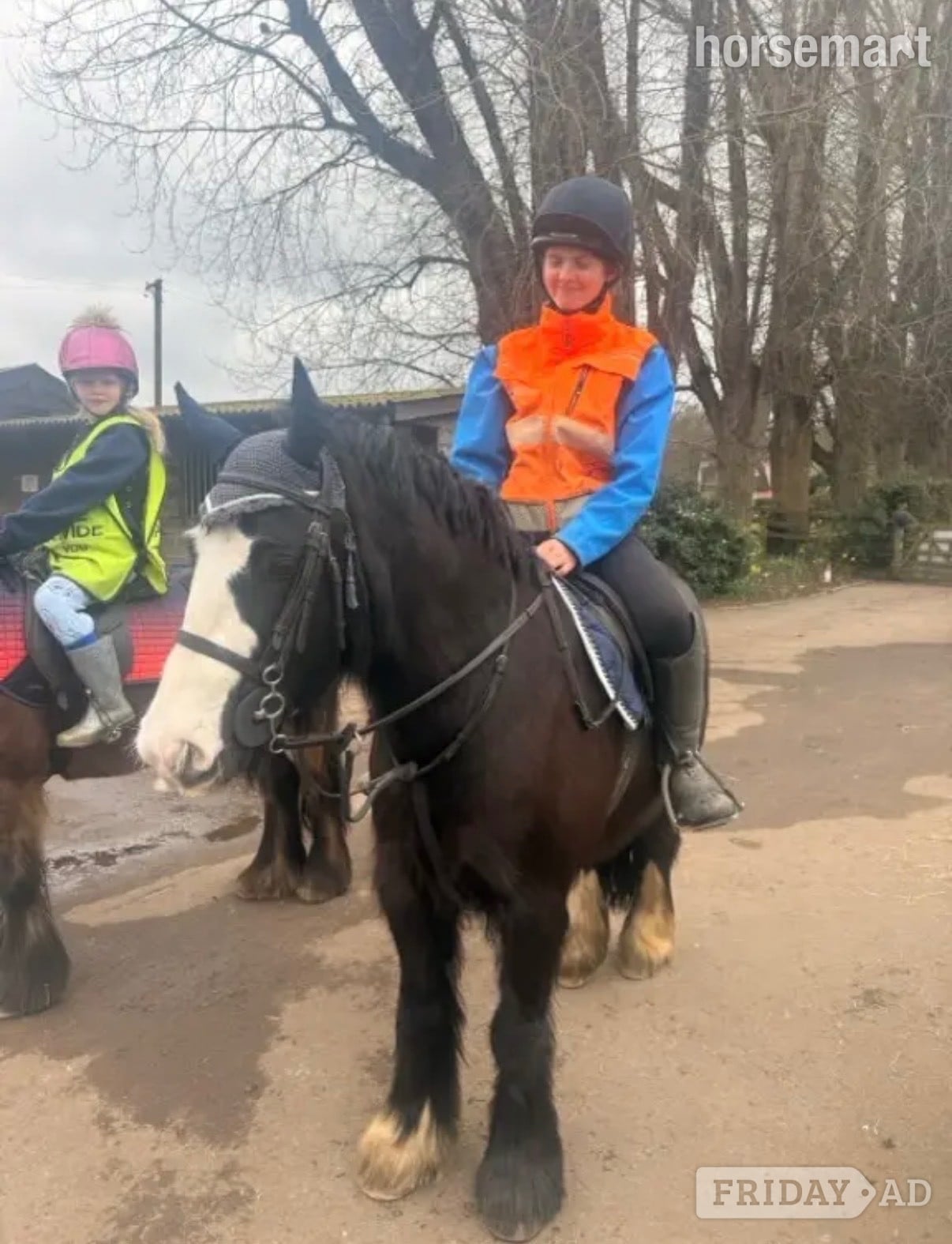 "Bentley" Black Gelding Family Horse