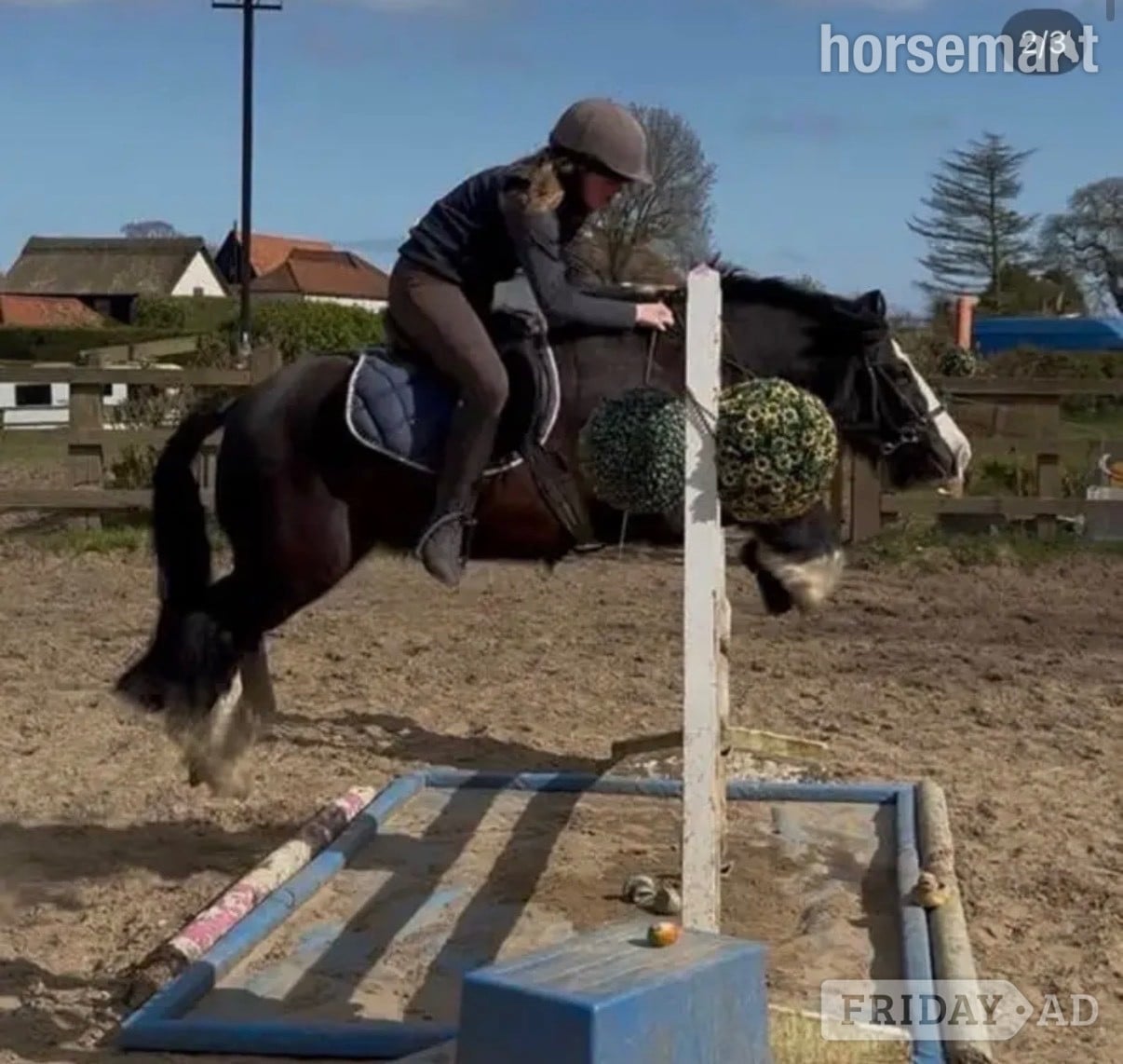 Beccles "Bentley" Black Gelding Family Horse