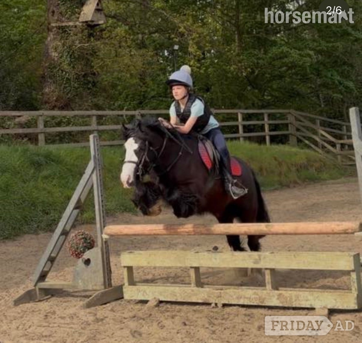 "Bentley" Black Gelding Family Horse - Horses in Beccles
