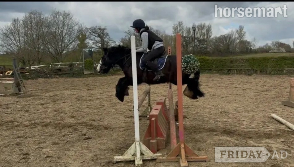 "Bentley" Black Gelding Family Horse - Horses