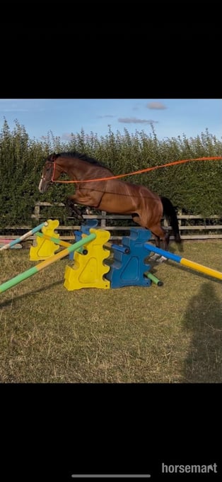 "Bobby" Bay Filly All Rounder