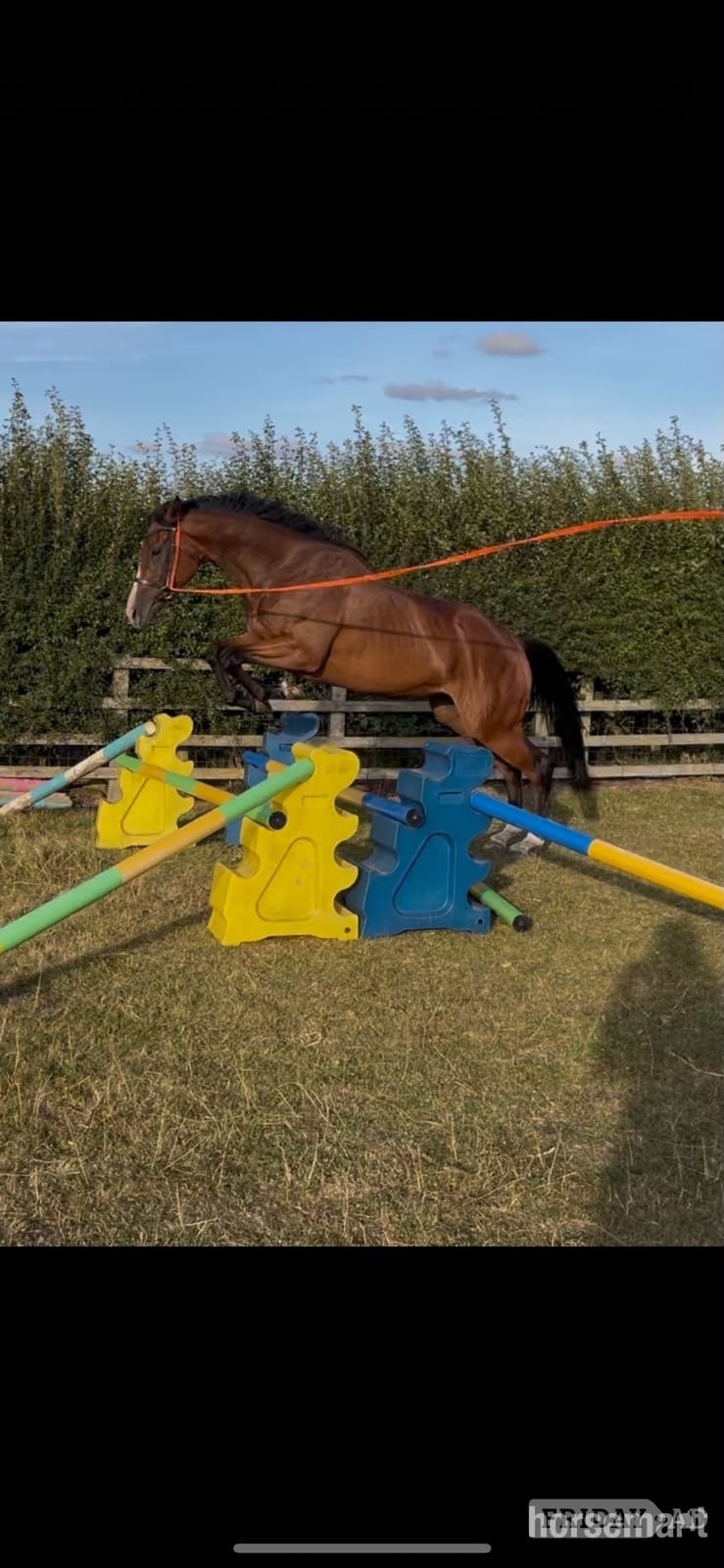 "Bobby" Bay Filly All Rounder in Bedale