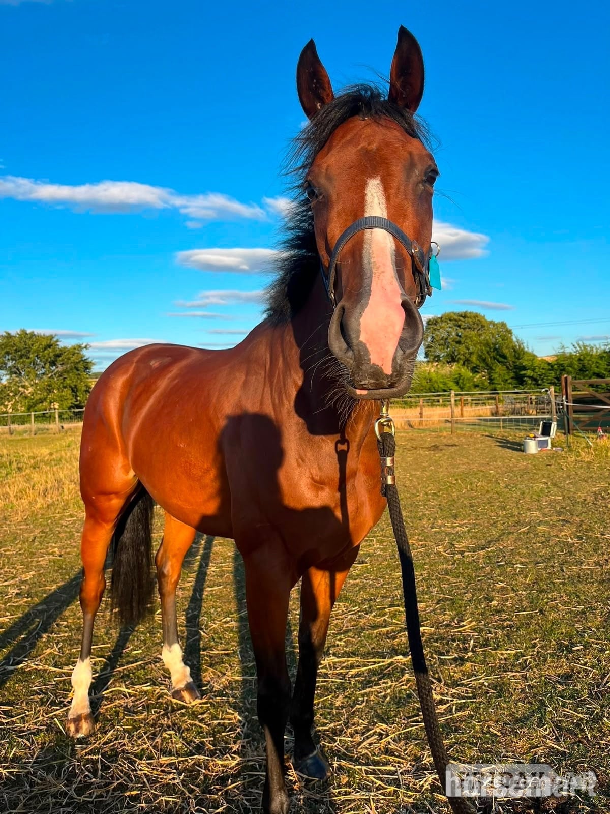 "Bobby" Bay Filly All Rounder