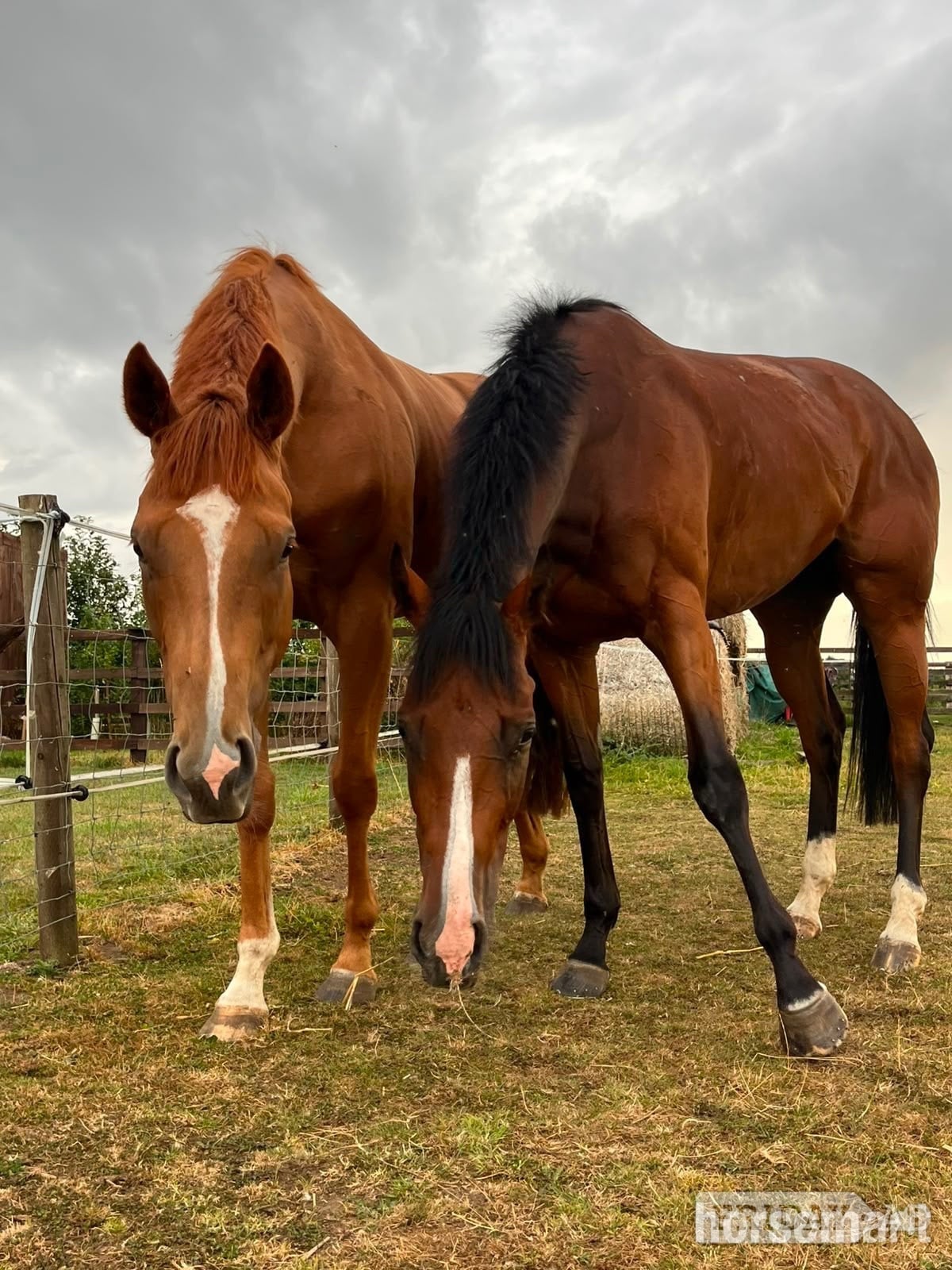 Bedale "Bobby" Bay Filly All Rounder