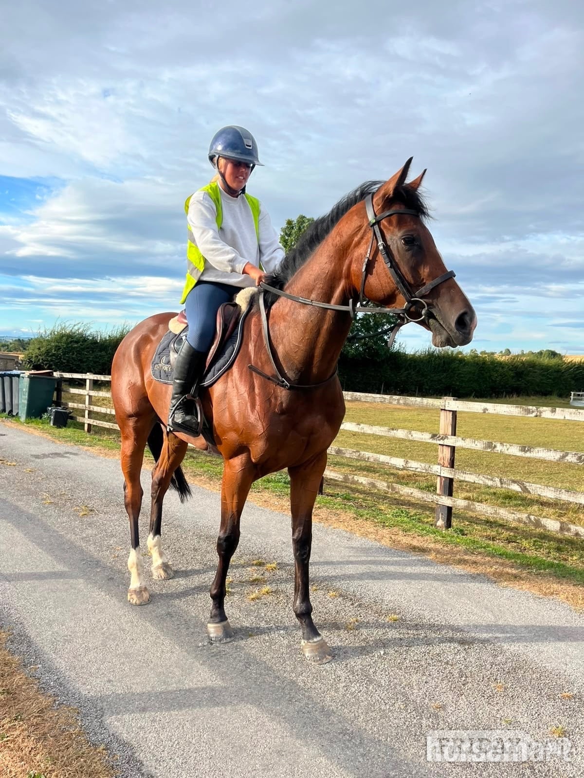 "Bobby" Bay Filly All Rounder - Horses in Bedale