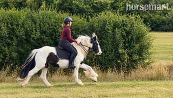 "MOTHERS DREAM/HAPPY HACKER/LOW LEVEL ALLROUNDER" Coloured Gelding Family Horse