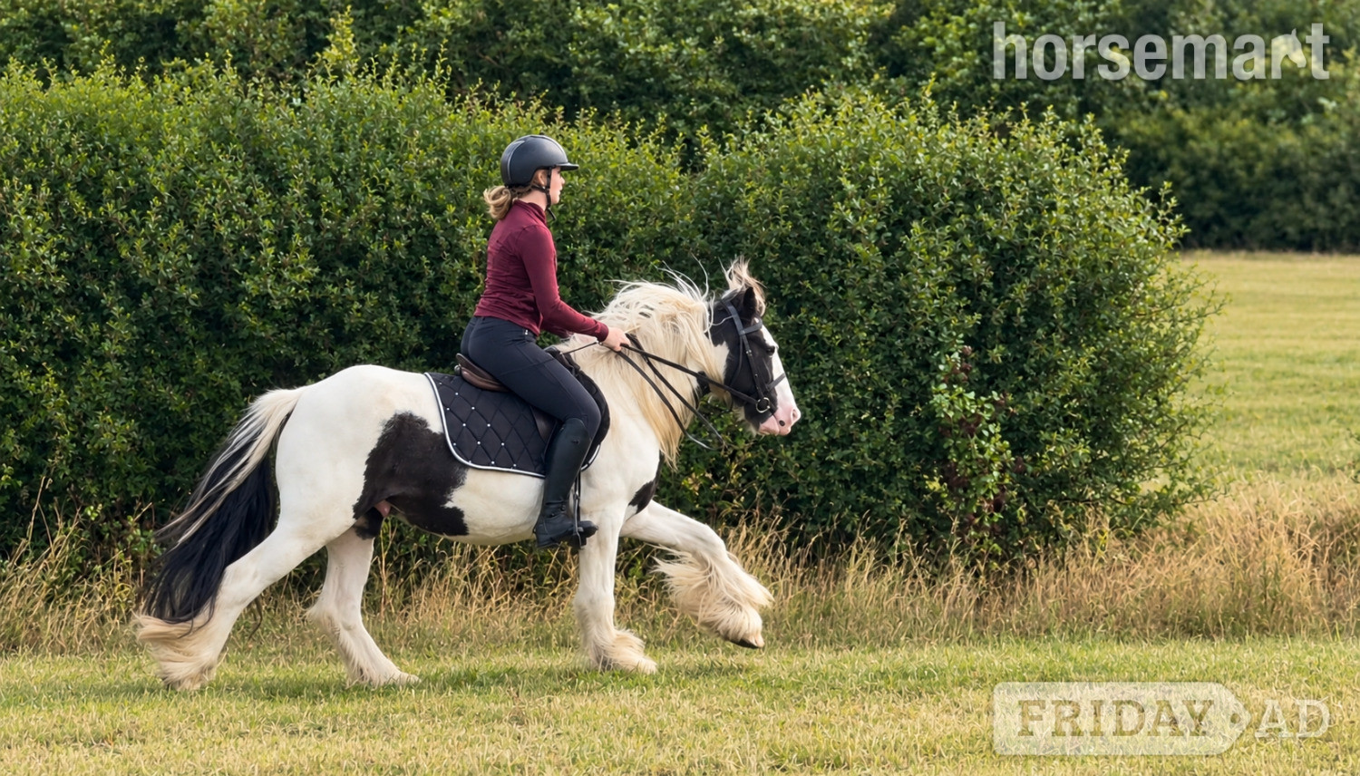 "MOTHERS DREAM/HAPPY HACKER/LOW LEVEL ALLROUNDER" Coloured Gelding Family Horse in Chelmsford