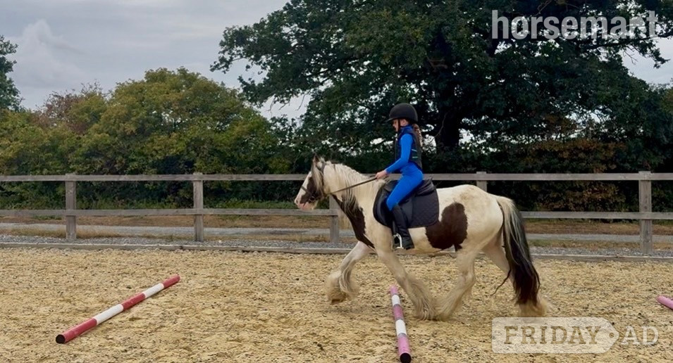 "MOTHERS DREAM/HAPPY HACKER/LOW LEVEL ALLROUNDER" Coloured Gelding Family Horse