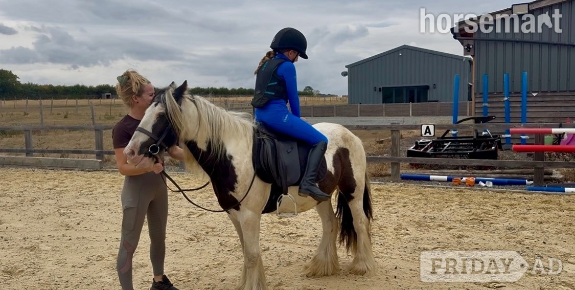 "MOTHERS DREAM/HAPPY HACKER/LOW LEVEL ALLROUNDER" Coloured Gelding Family Horse - Horses in Chelmsford