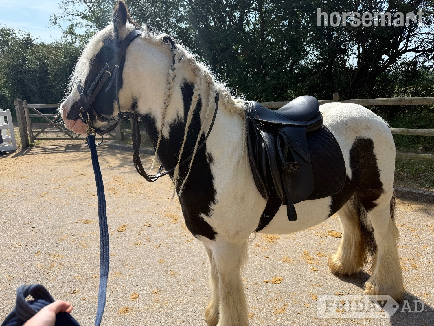 "MOTHERS DREAM/HAPPY HACKER/LOW LEVEL ALLROUNDER" Coloured Gelding Family Horse - Horses