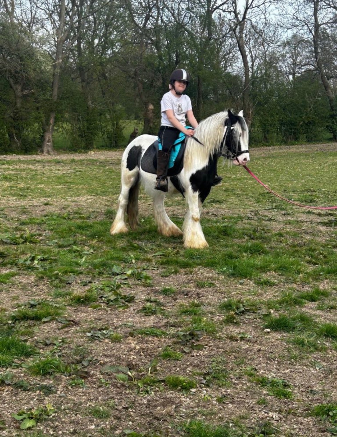 "Storm" Coloured Gelding Cob/Heavy Horse
