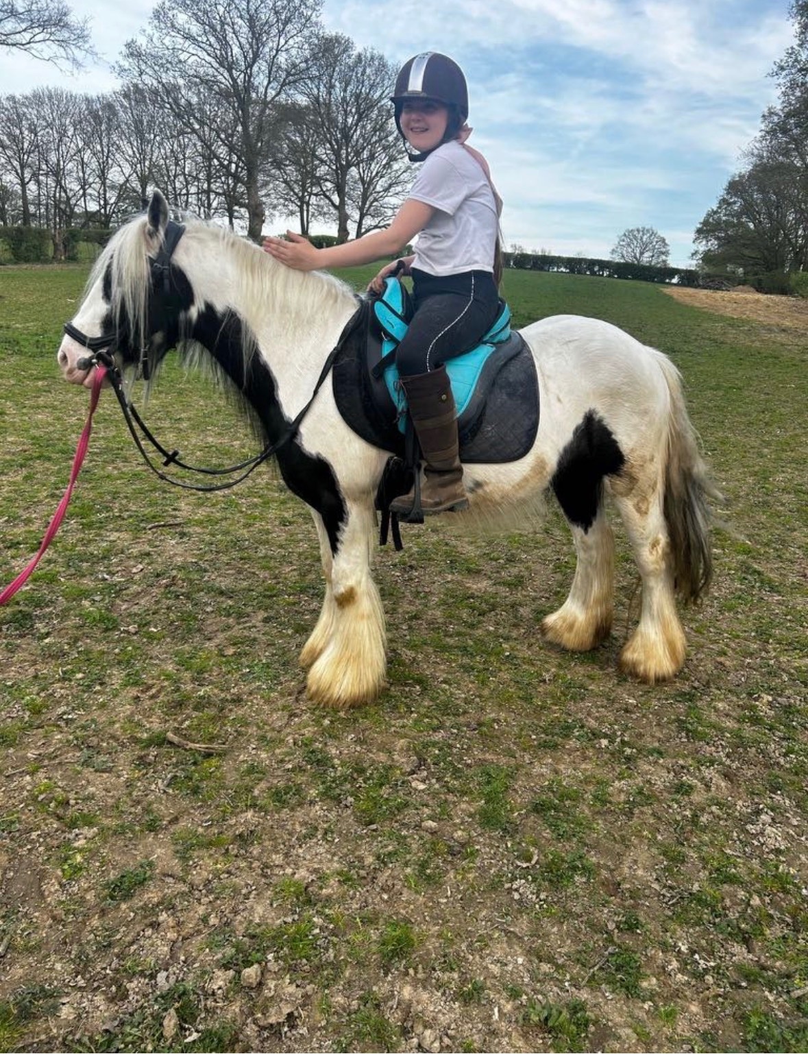 Ashford "Storm" Coloured Gelding Cob/Heavy Horse