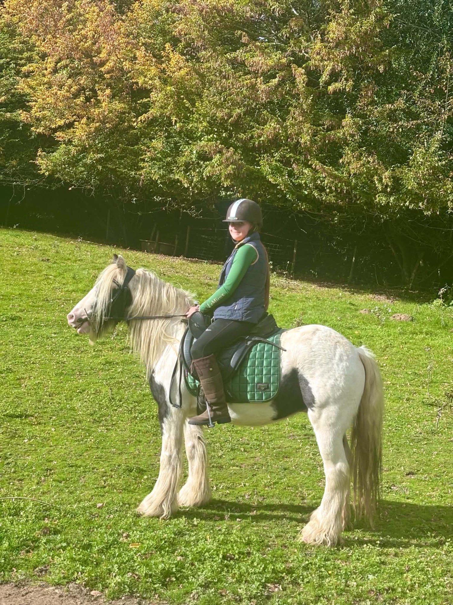 "Storm" Coloured Gelding Cob/Heavy Horse - Horses