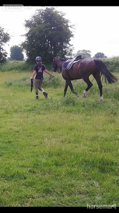 Ex racer companion or project full loan - Horses