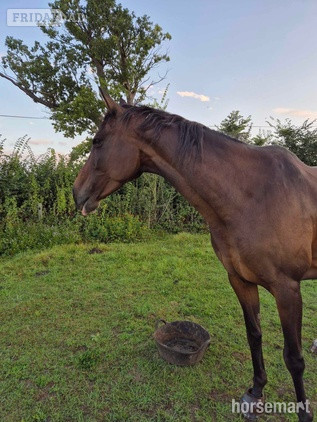 Attleborough Ex racer companion or project full loan
