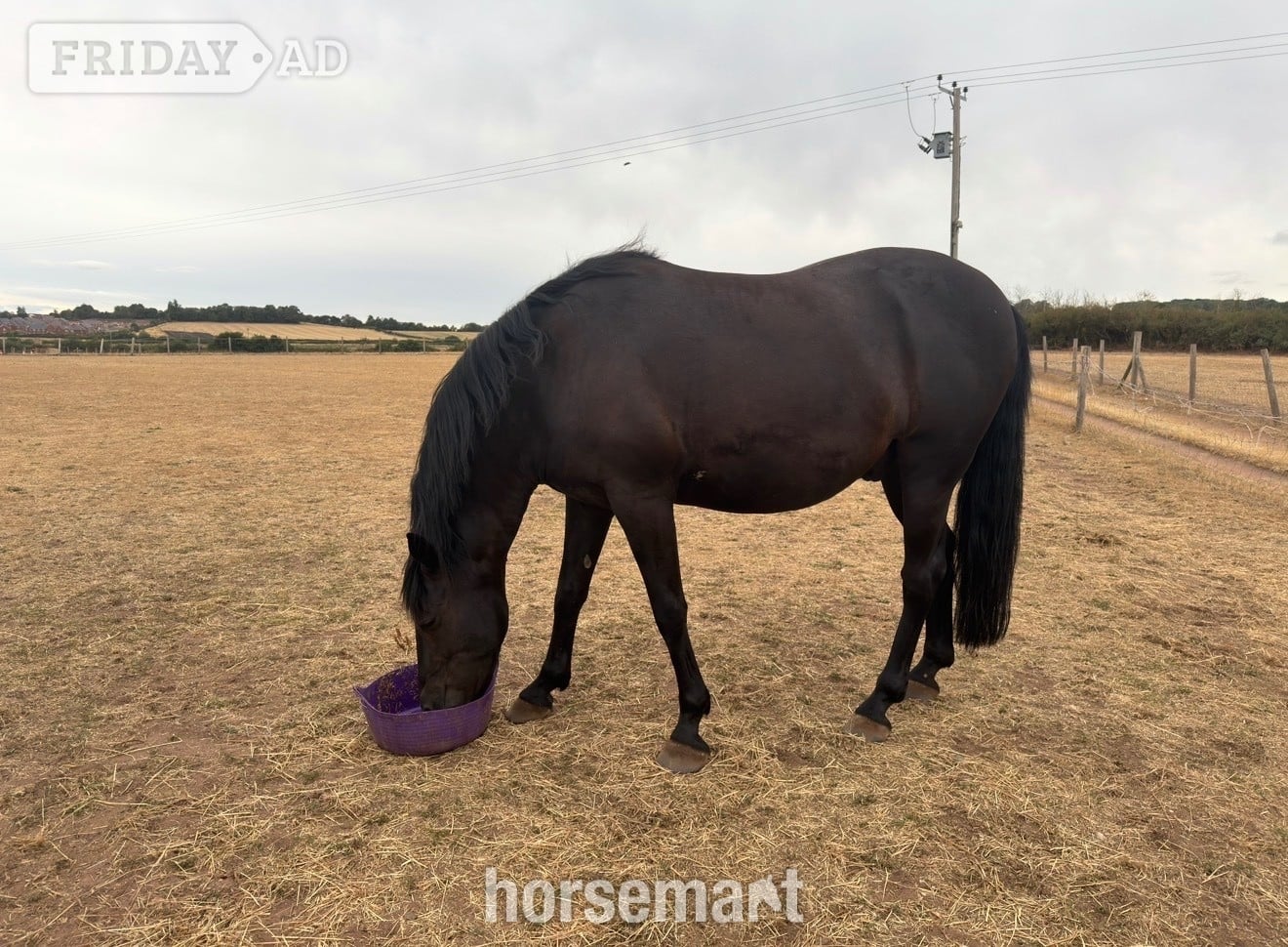 "Ace" Black Gelding Project Horse in Kidderminster