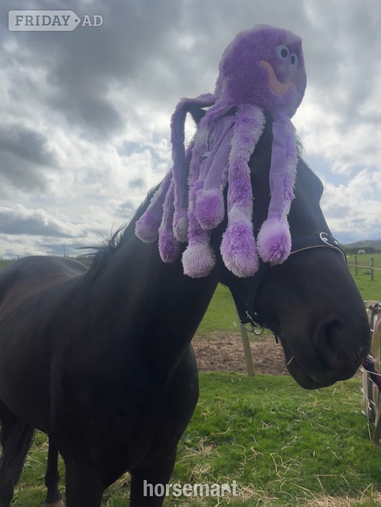 "Ace" Black Gelding Project Horse