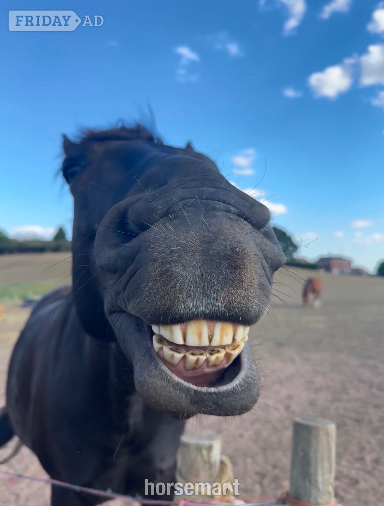 Kidderminster "Ace" Black Gelding Project Horse