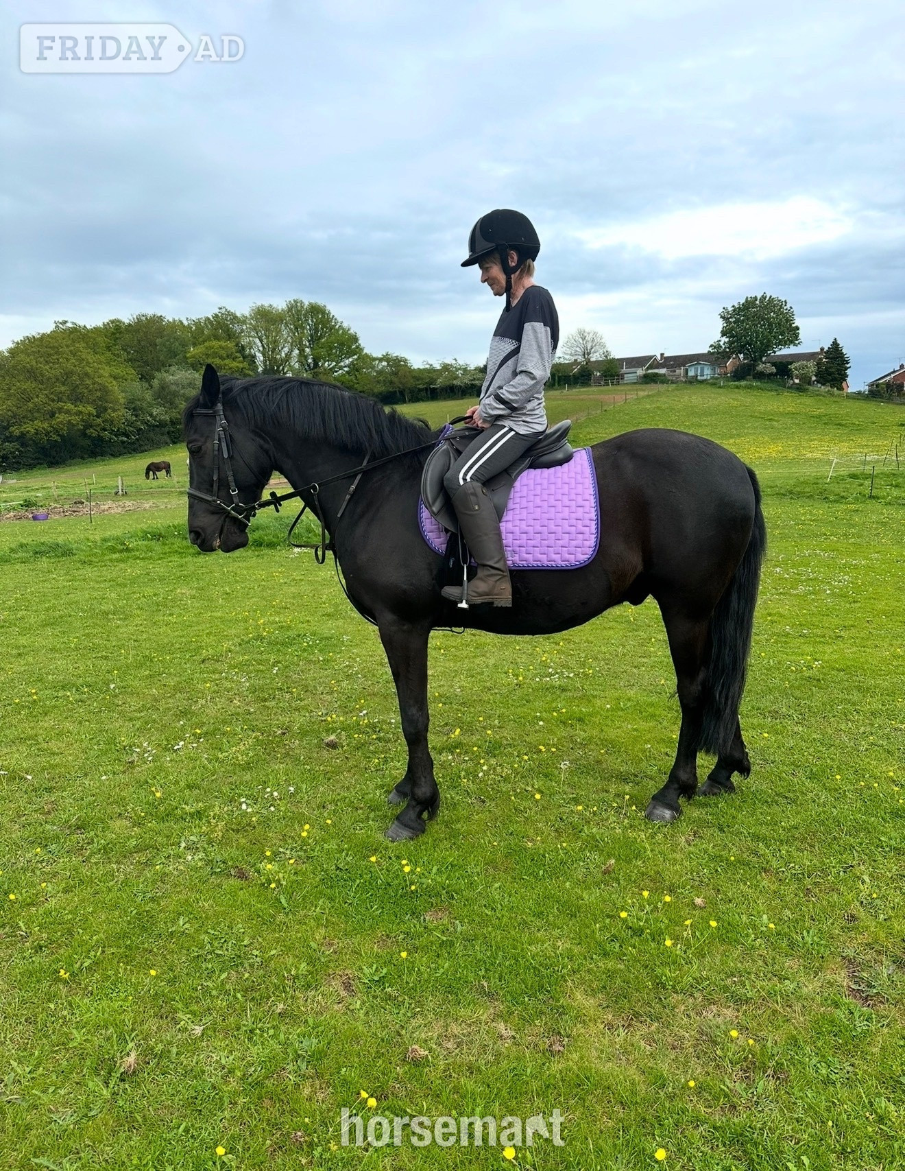 "Ace" Black Gelding Project Horse - Horses in Kidderminster