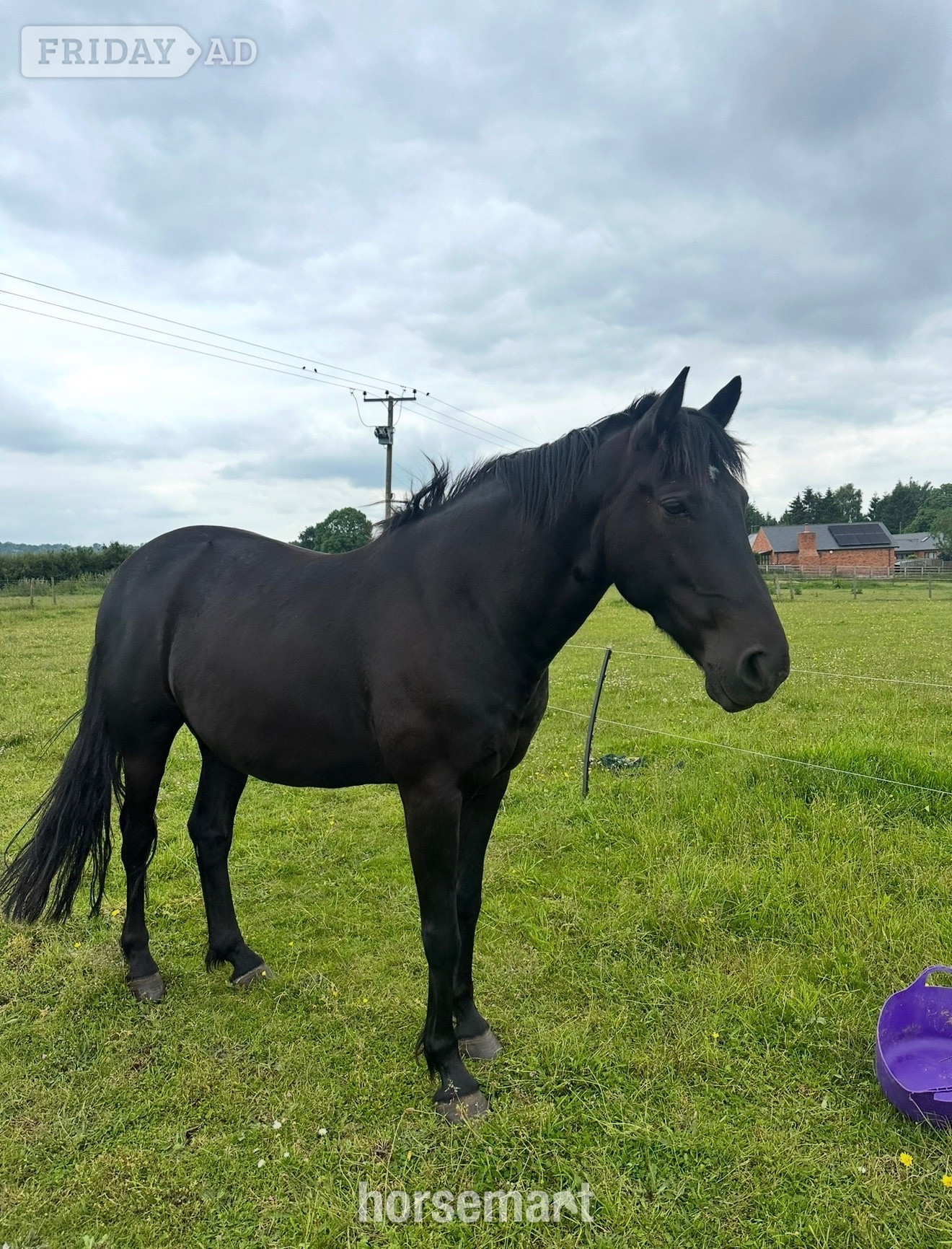 "Ace" Black Gelding Project Horse - Horses