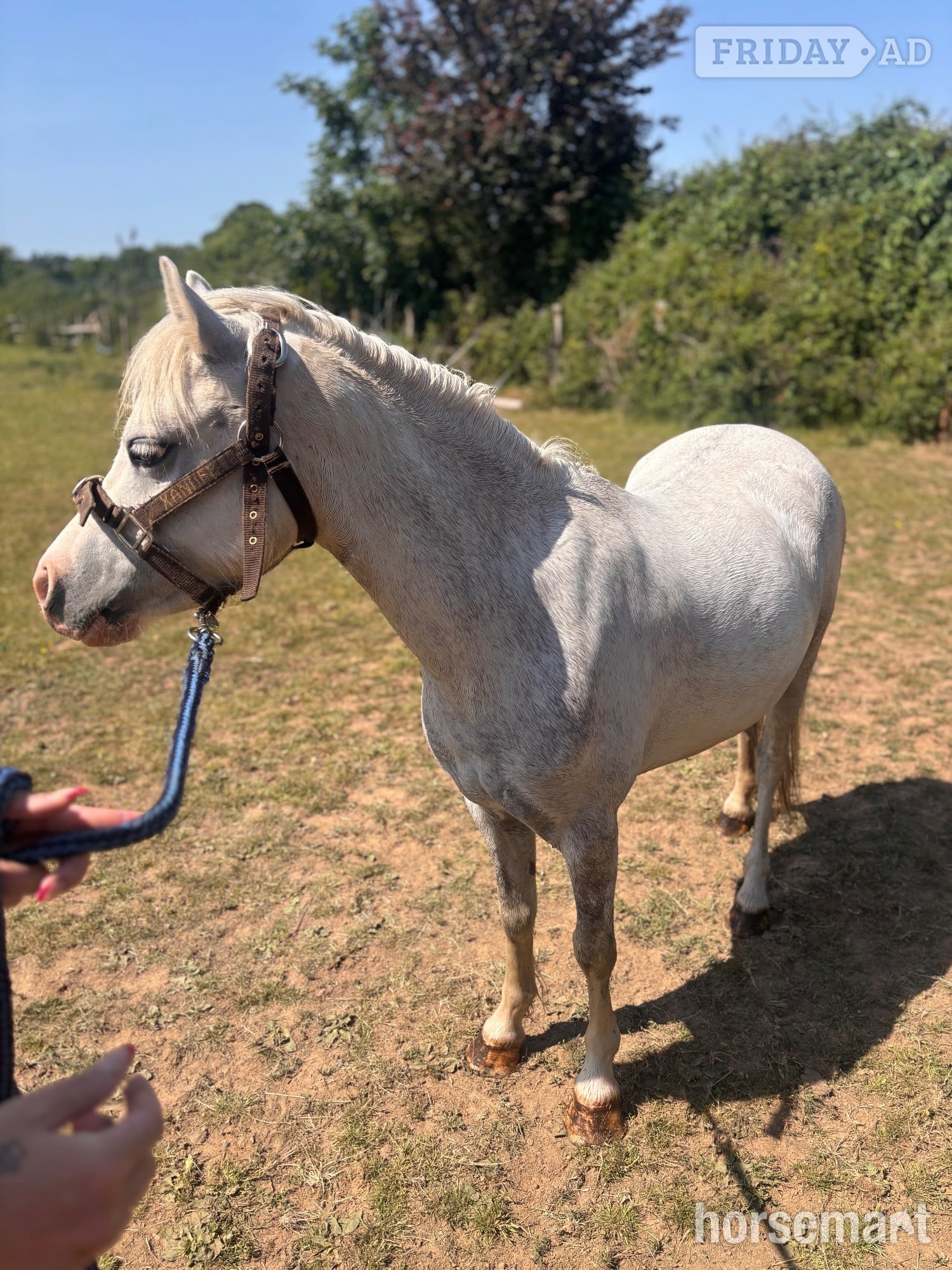 "Princess (crimond satin )" White Mare Lead Rein/First Ridden Pony