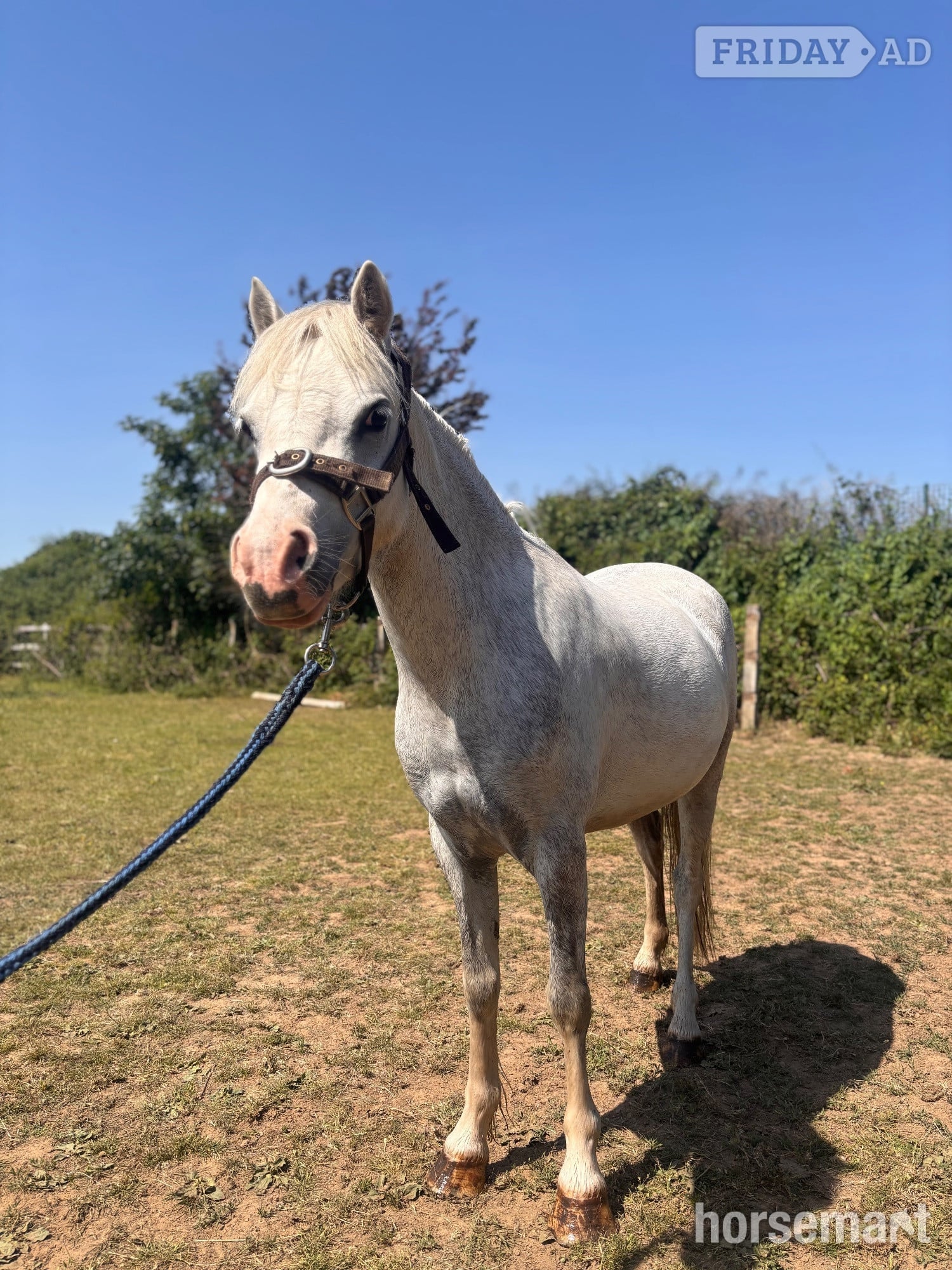 Chertsey "Princess (crimond satin )" White Mare Lead Rein/First Ridden Pony