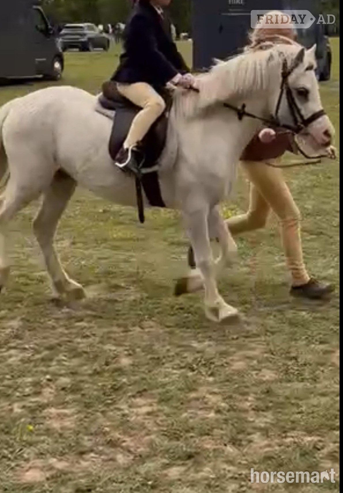 "Princess (crimond satin )" White Mare Lead Rein/First Ridden Pony - Horses in Chertsey