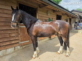 "Jones" Dark Bay Gelding All Rounder