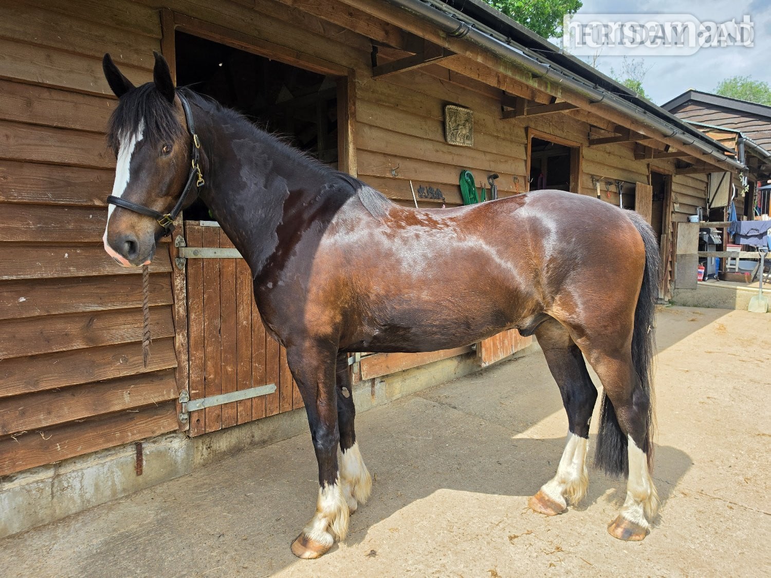 "Jones" Dark Bay Gelding All Rounder in Kings Langley