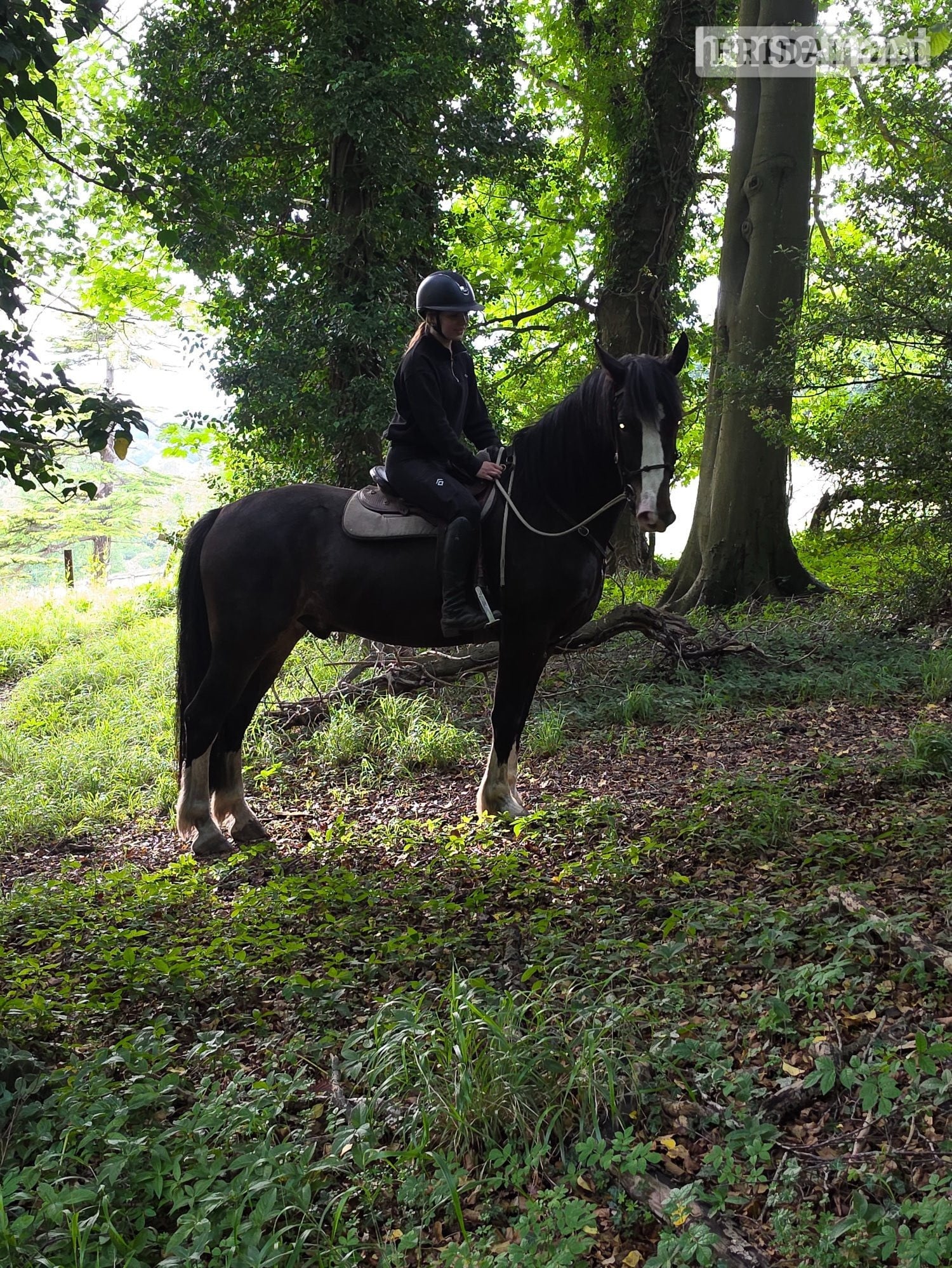 "Jones" Dark Bay Gelding All Rounder