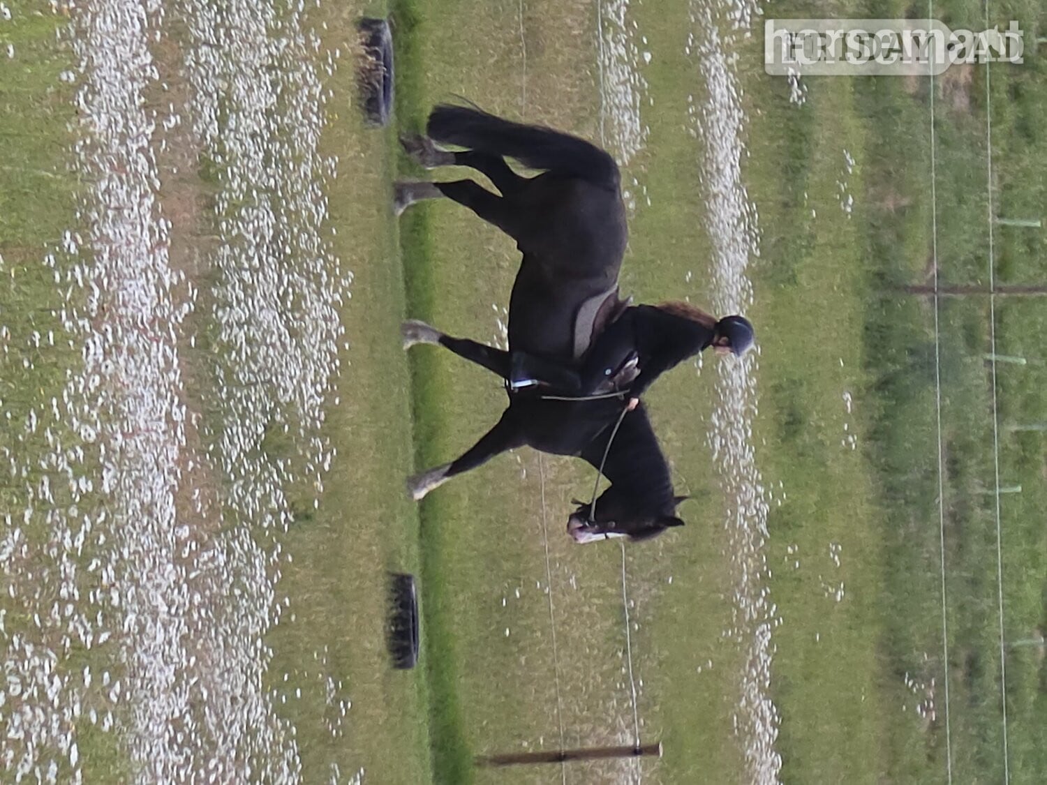 Kings Langley "Jones" Dark Bay Gelding All Rounder