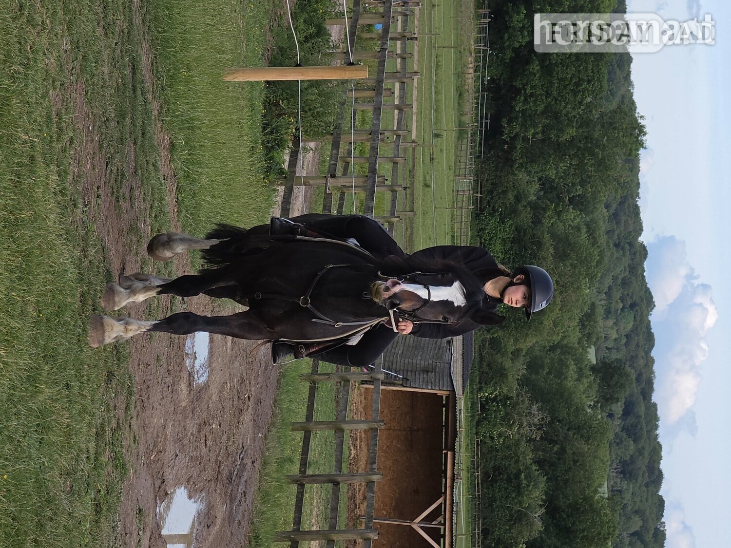 "Jones" Dark Bay Gelding All Rounder - Horses in Kings Langley
