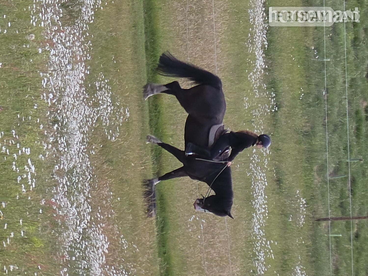 "Jones" Dark Bay Gelding All Rounder - Horses