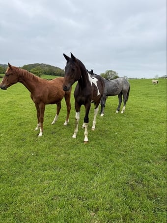 "Yearling colts"  Colt Show Jumper