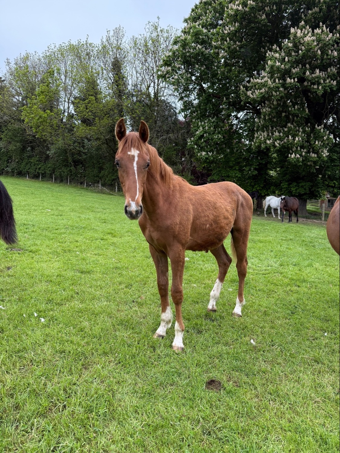 "Yearling colts"  Colt Show Jumper - Horses in Kerry