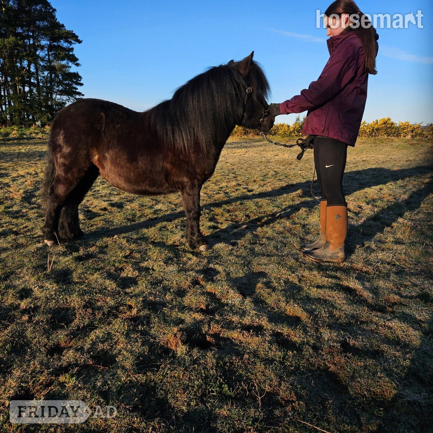 "ABERDYANT  WILLO BE " Black Filly Mountain & Moorland Pony in Acton Round