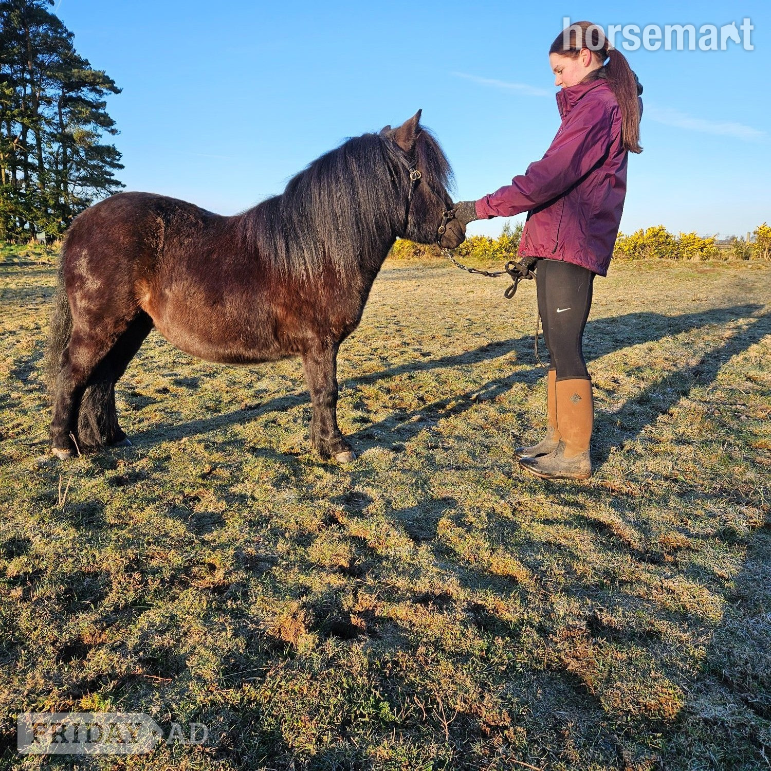 "ABERDYANT  WILLO BE " Black Filly Mountain & Moorland Pony