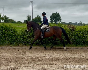 "Lusmagh Chrisy" Bay Mare All Rounder
