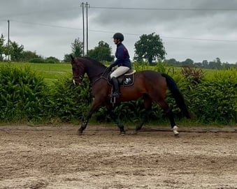 "Lusmagh Chrisy" Bay Mare All Rounder