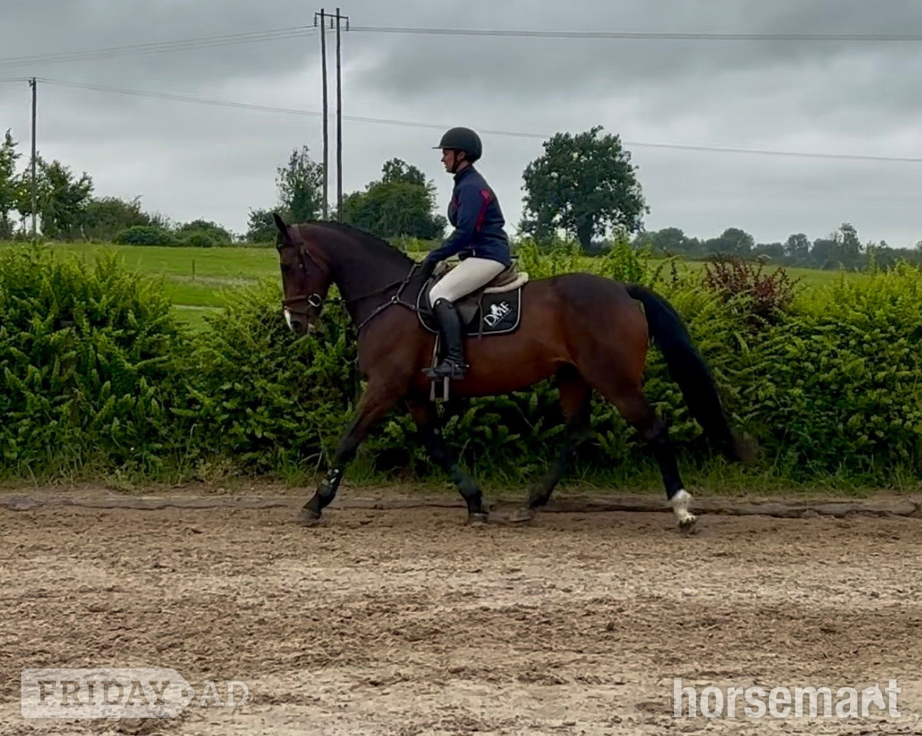 "Lusmagh Chrisy" Bay Mare All Rounder in Ballinasloe