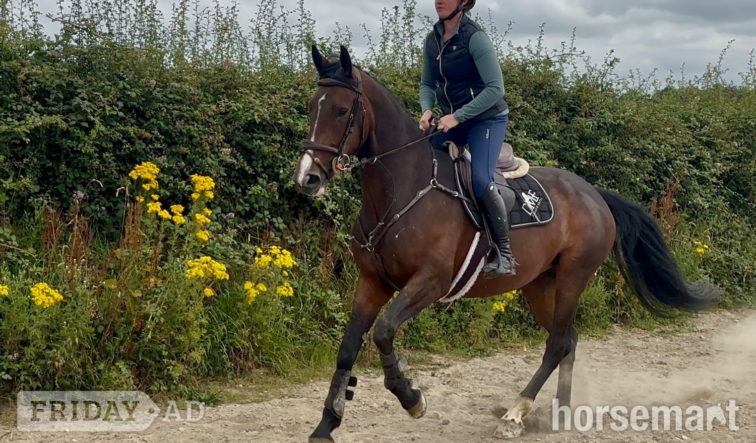 "Lusmagh Chrisy" Bay Mare All Rounder