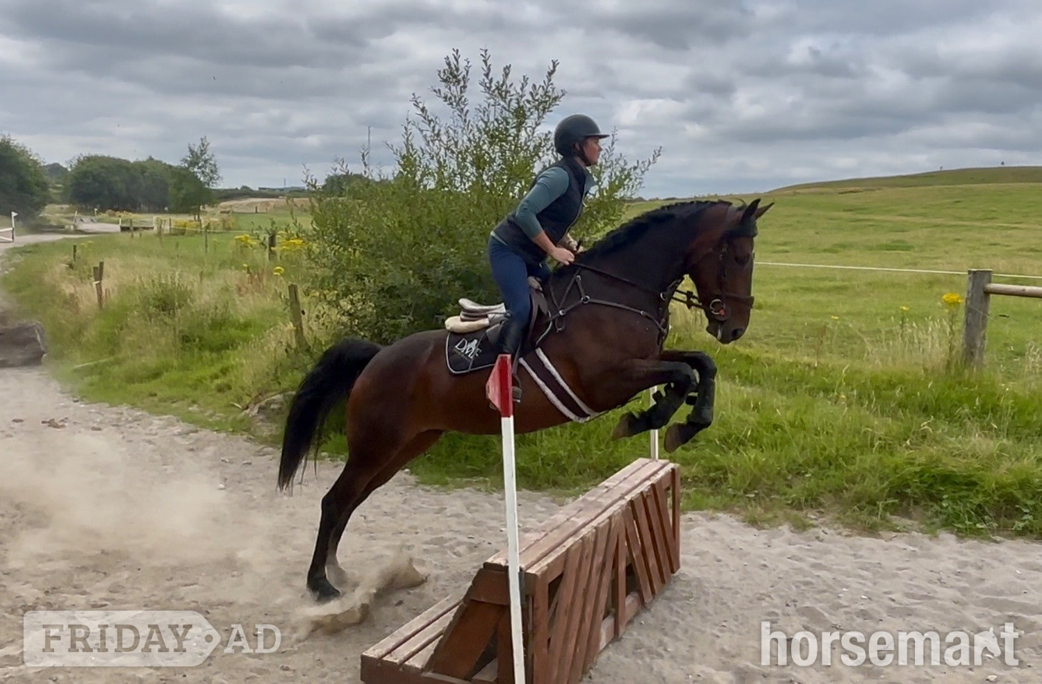 Ballinasloe "Lusmagh Chrisy" Bay Mare All Rounder