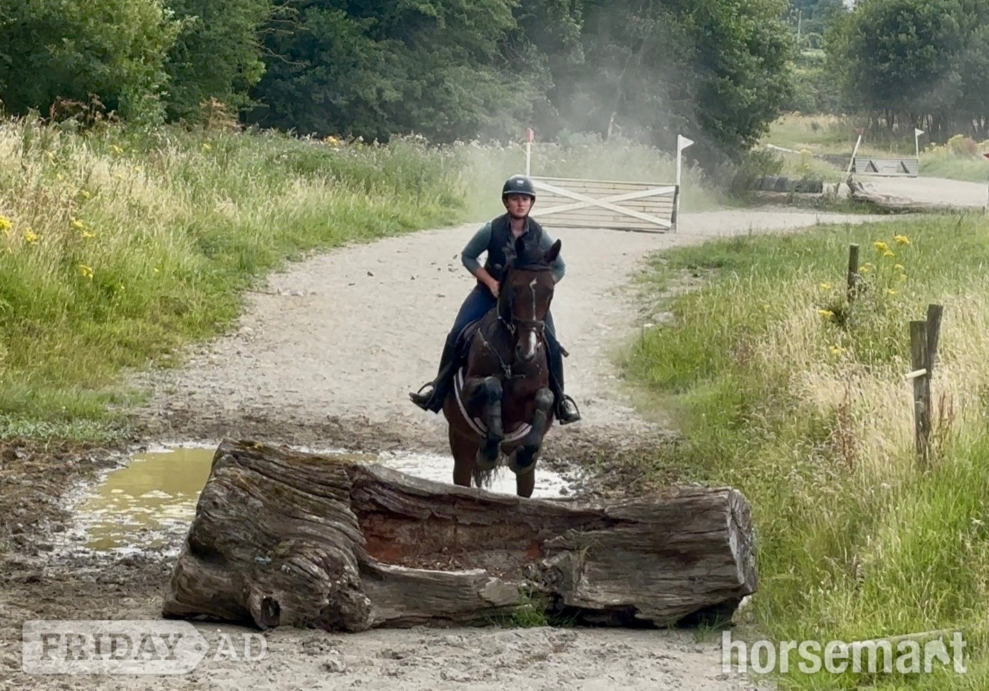 "Lusmagh Chrisy" Bay Mare All Rounder - Horses in Ballinasloe