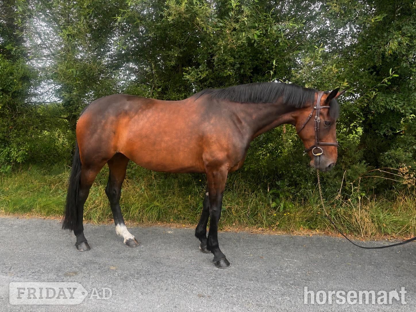 "Lusmagh Chrisy" Bay Mare All Rounder - Horses