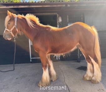 "Hermits miss Scarlett " Chestnut Filly Cob/Heavy Horse