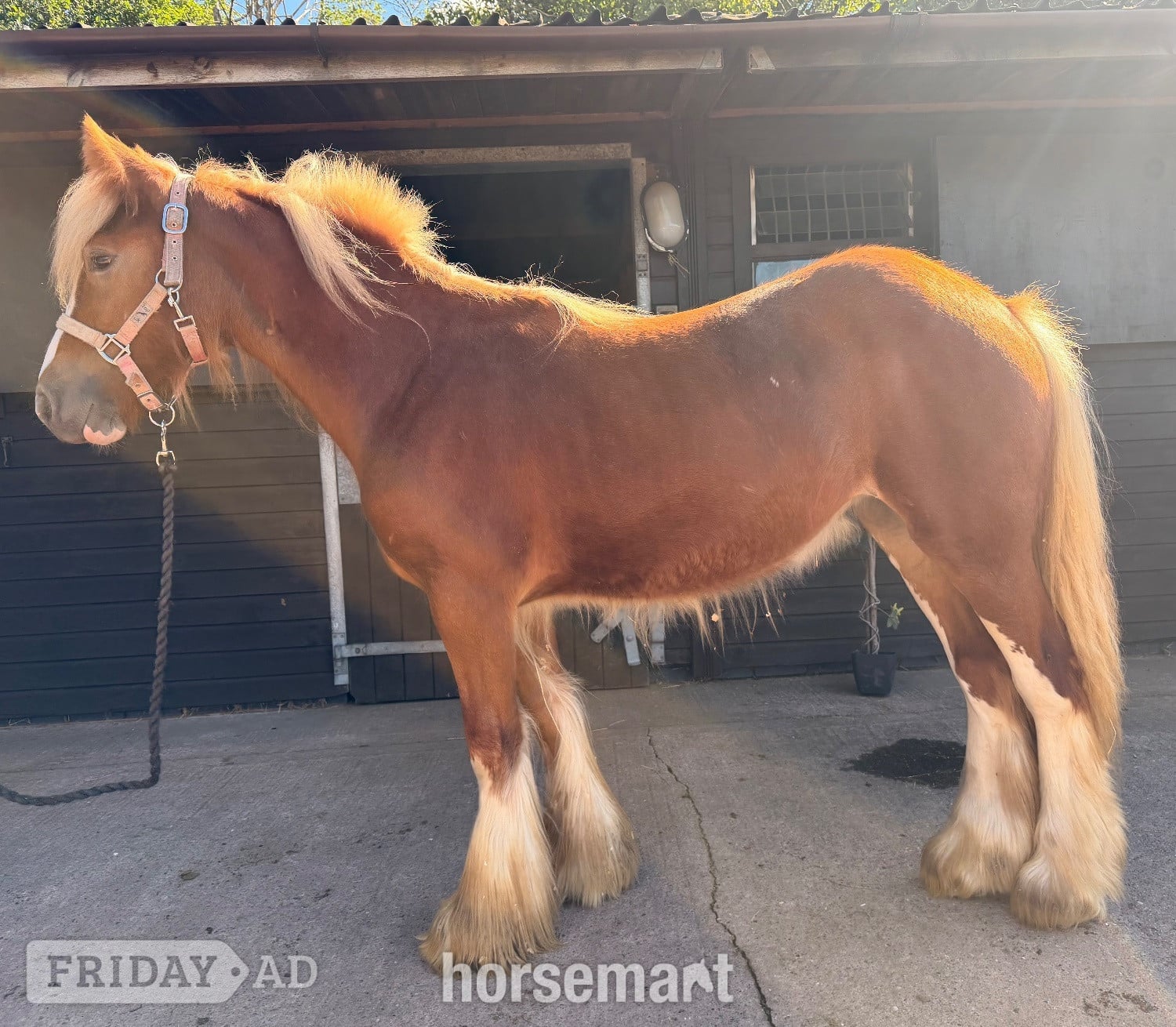 "Hermits miss Scarlett " Chestnut Filly Cob/Heavy Horse in Wolverhampton
